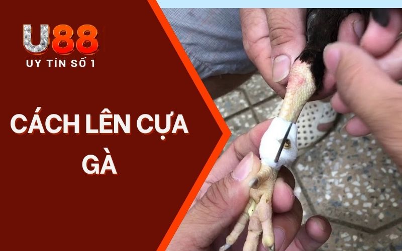 Kiến Thức U88 | Chuyên Mục Hữu Ích Cho Người Chơi Mới - XICUDE.PRO Kiến Thức U88 | Chuyên Mục Hữu Ích Cho Người Chơi Mới - XICUDE.PRO