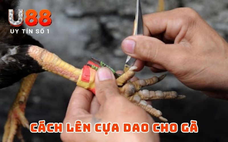 Cách Lên Cựa Gà Đơn Giản Nhưng Hiệu Quả Từ Cao Thủ U88 - XICUDE.PRO Cách Lên Cựa Gà Đơn Giản Nhưng Hiệu Quả Từ Cao Thủ U88 - XICUDE.PRO