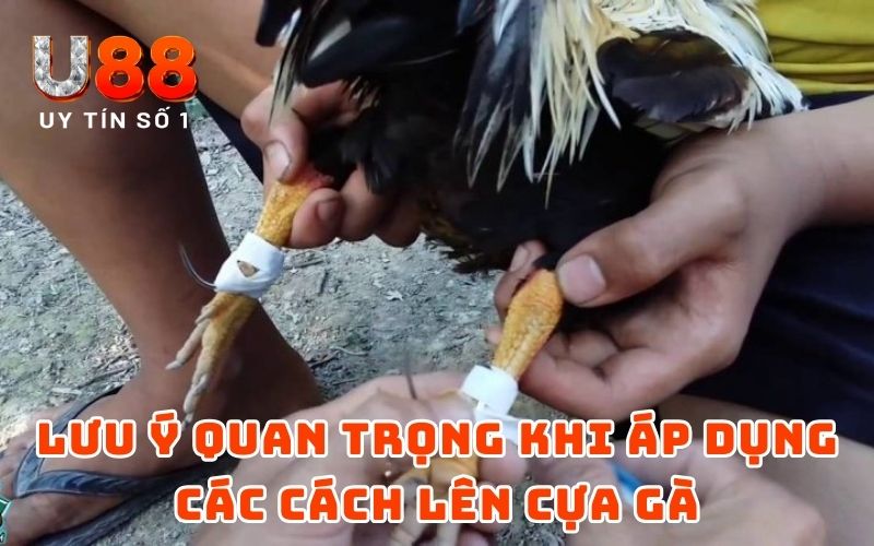 Cách Lên Cựa Gà Đơn Giản Nhưng Hiệu Quả Từ Cao Thủ U88 - XICUDE.PRO Cách Lên Cựa Gà Đơn Giản Nhưng Hiệu Quả Từ Cao Thủ U88 - XICUDE.PRO
