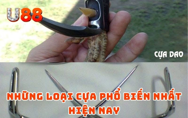 Cách Lên Cựa Gà Đơn Giản Nhưng Hiệu Quả Từ Cao Thủ U88 - XICUDE.PRO Cách Lên Cựa Gà Đơn Giản Nhưng Hiệu Quả Từ Cao Thủ U88 - XICUDE.PRO