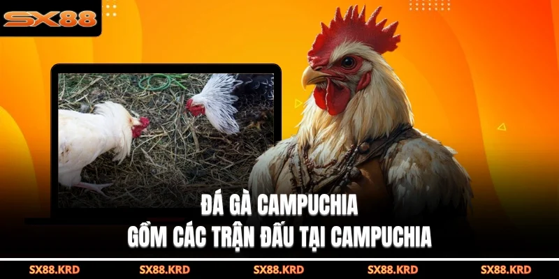Đá Gà Campuchia Hấp Dẫn Với Nhiều Hình Thức Khác Nhau - XICUDE.PRO