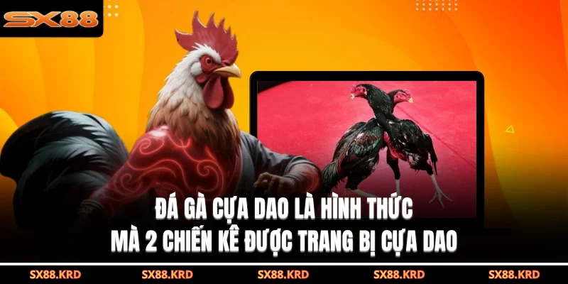 Đá Gà Cựa Dao - Mãn Nhãn Với Các Trận Đấu Kịch Tính Nhất - XICUDE.PRO