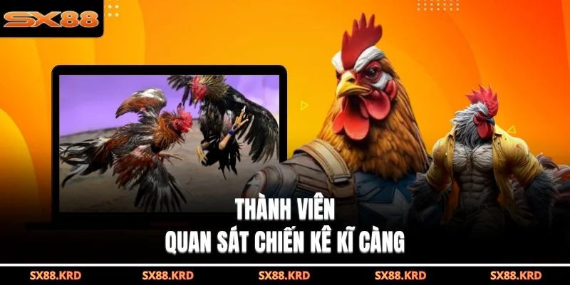 Đá Gà Cựa Dao - Mãn Nhãn Với Các Trận Đấu Kịch Tính Nhất - XICUDE.PRO
