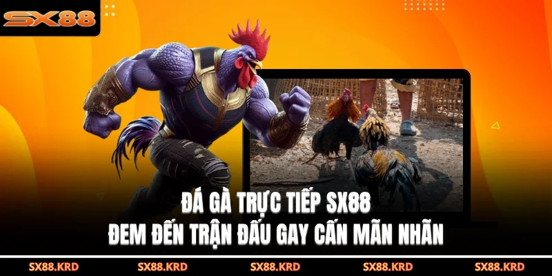 Đá Gà SX88 - Sảnh Cược Trực Tuyến Uy Tín Và Hấp Dẫn - XICUDE.PRO